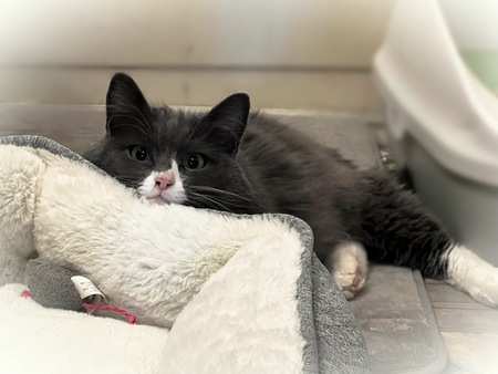 Entry image for Kaylee. Clicking this image will show a larger photo