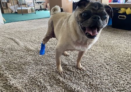 Entry image for Toby. Clicking this image will show a larger photo