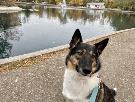 Entry image for Brie . Clicking this image will show a larger photo