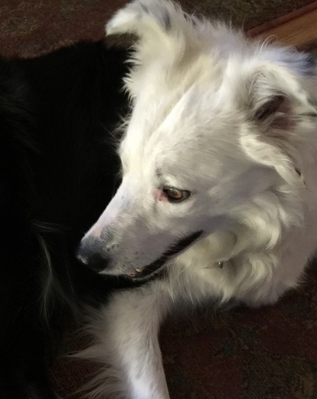 Entry image for Cassie. Clicking this image will show a larger photo