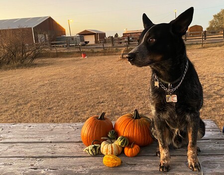 Entry image for Murphy. Clicking this image will show a larger photo