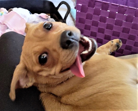 Entry image for Blueberry. Clicking this image will show a larger photo