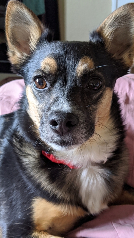 Entry image for Tobey. Clicking this image will show a larger photo