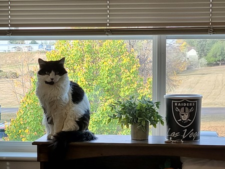 Entry image for Bridgette. Clicking this image will show a larger photo