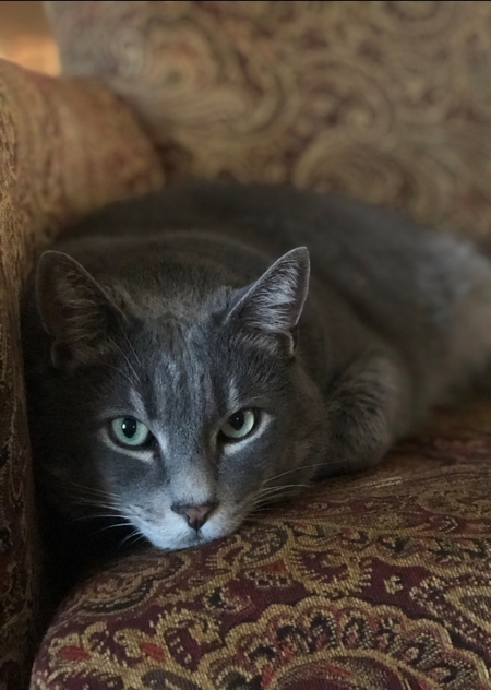 Entry image for Logan. Clicking this image will show a larger photo