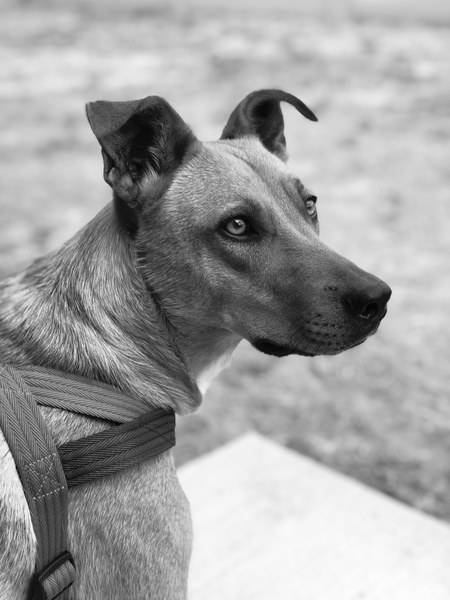 Entry image for Ari. Clicking this image will show a larger photo