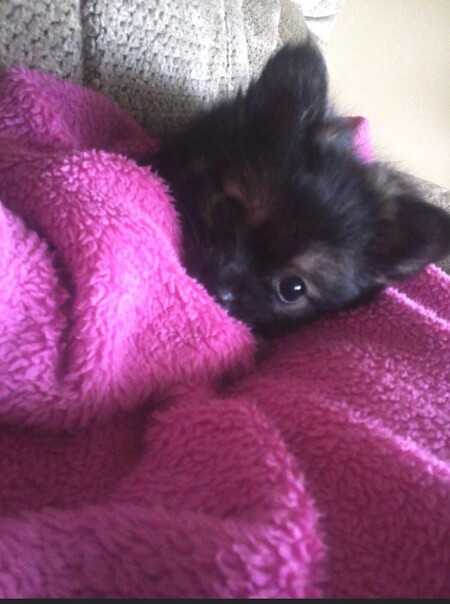 Entry image for Teddy. Clicking this image will show a larger photo