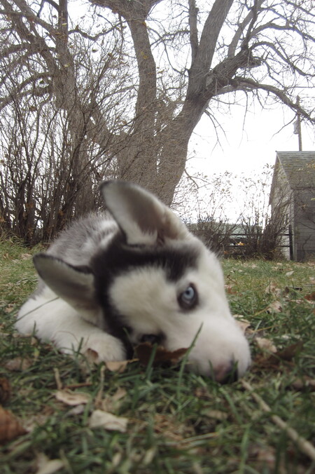 Entry image for Moonshine. Clicking this image will show a larger photo