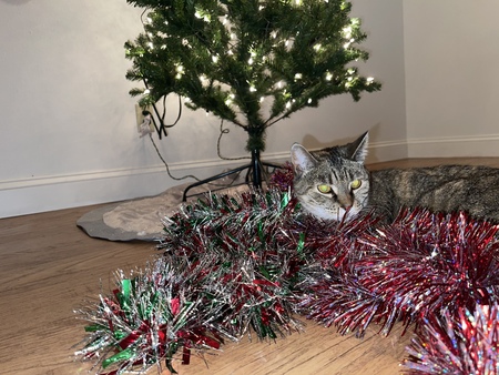 Entry image for Jasmine. Clicking this image will show a larger photo