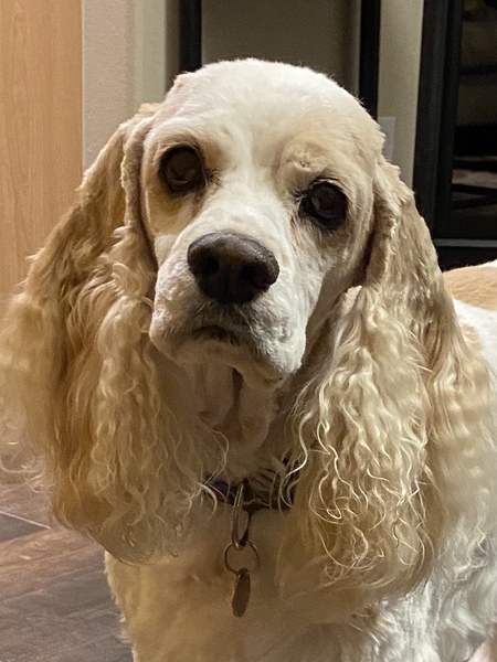 Entry image for Romeo Otto. Clicking this image will show a larger photo