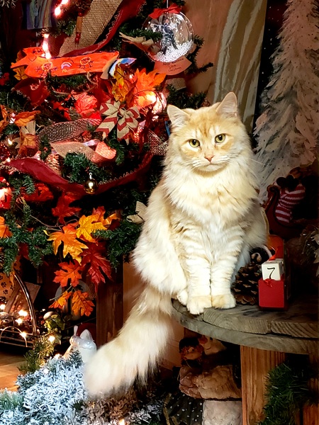 Entry image for Jasper . Clicking this image will show a larger photo