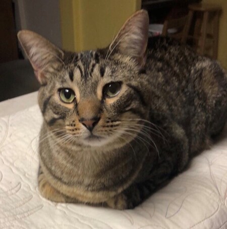 Entry image for George. Clicking this image will show a larger photo