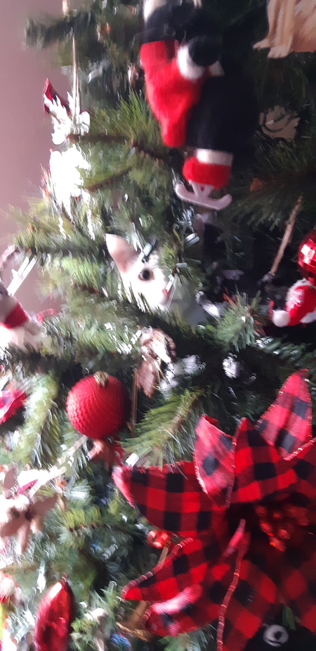 Entry image for Mercee . Clicking this image will show a larger photo