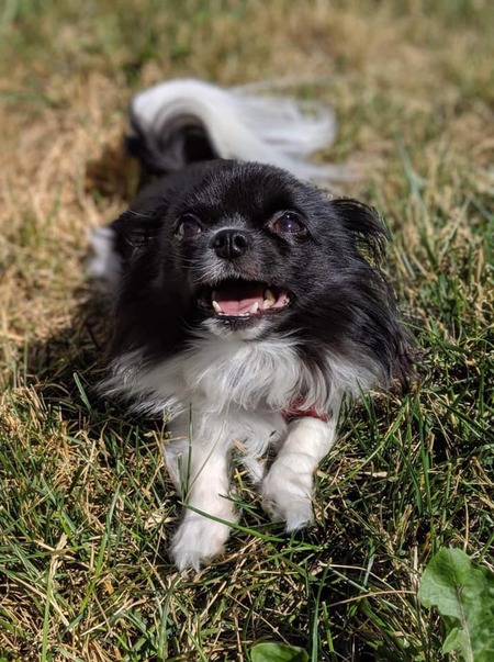 Entry image for Molly. Clicking this image will show a larger photo