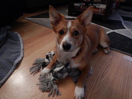 Entry image for Lucy. Clicking this image will show a larger photo