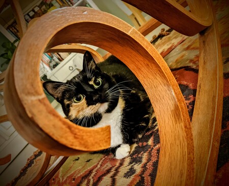 Entry image for Maple. Clicking this image will show a larger photo