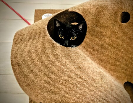 Entry image for Briar. Clicking this image will show a larger photo