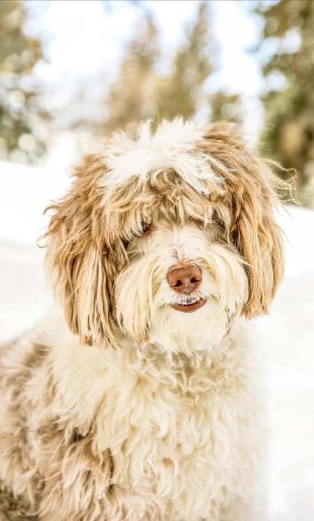 Entry image for Oaklee Jaxon. Clicking this image will show a larger photo