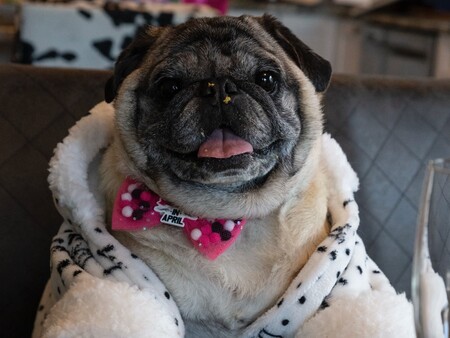 Entry image for Sheldon Bear. Clicking this image will show a larger photo