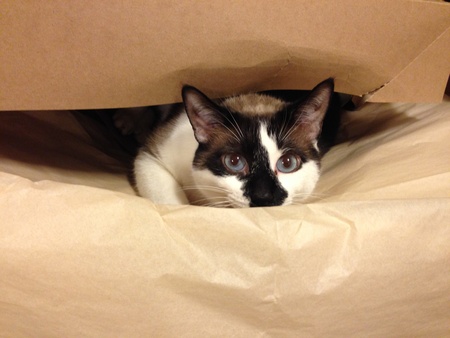 Entry image for Max. Clicking this image will show a larger photo