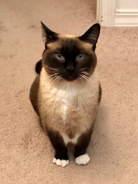 Entry image for Molly. Clicking this image will show a larger photo