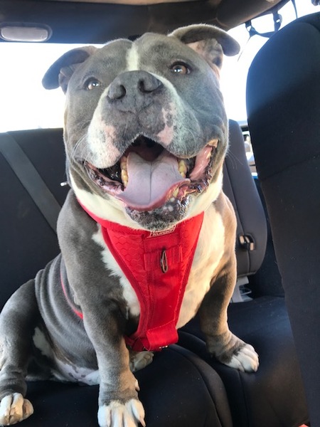 Entry image for Theodore. Clicking this image will show a larger photo