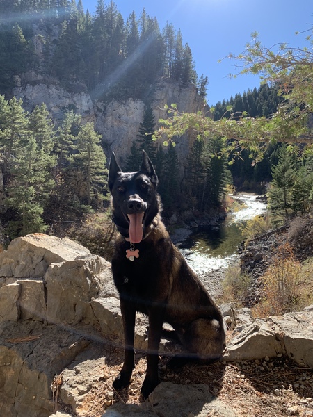 Entry image for Zelda. Clicking this image will show a larger photo