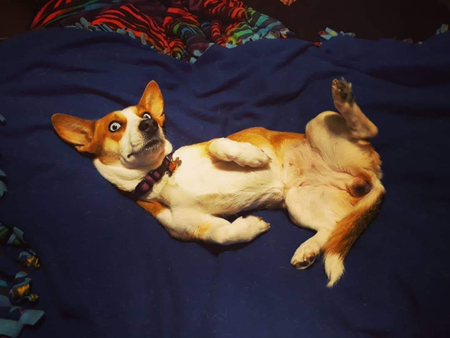 Entry image for Radish. Clicking this image will show a larger photo