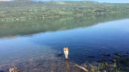 Entry image for Henri. Clicking this image will show a larger photo