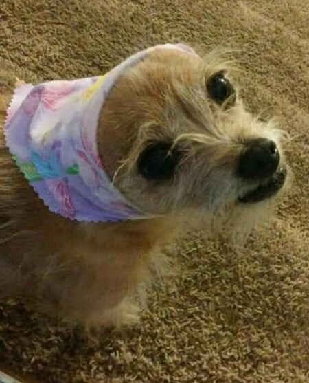 Entry image for Brittany. Clicking this image will show a larger photo