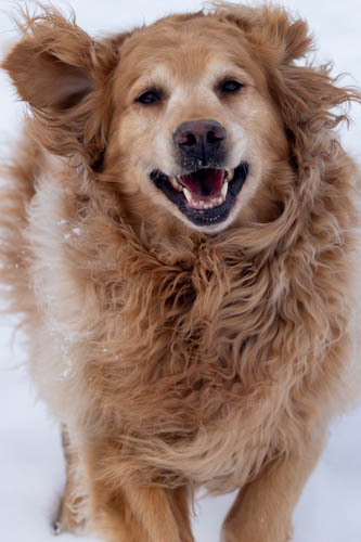 Entry image for Ruby Rose. Clicking this image will show a larger photo