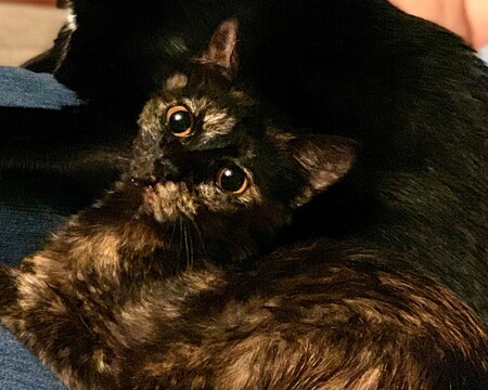 Entry image for Peanut. Clicking this image will show a larger photo