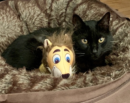 Entry image for Romeo. Clicking this image will show a larger photo