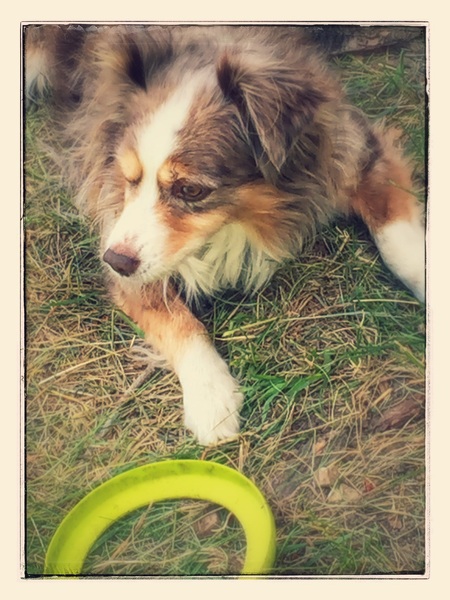 Entry image for Cooper. Clicking this image will show a larger photo