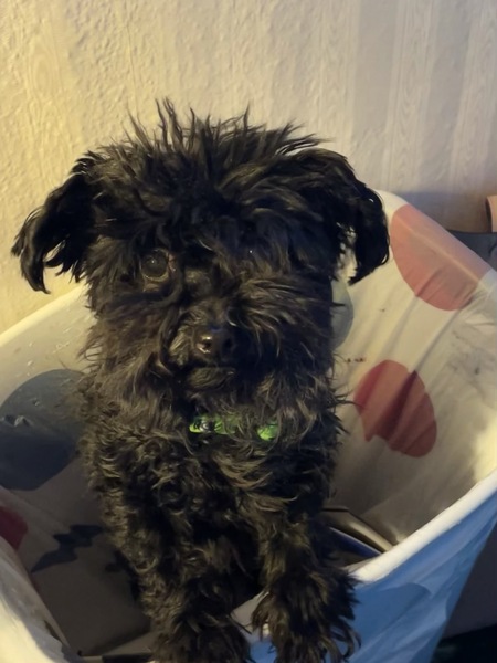 Entry image for Raven. Clicking this image will show a larger photo