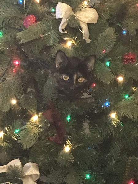 Entry image for Calypso (Cally Cat). Clicking this image will show a larger photo