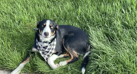 Entry image for Baloo. Clicking this image will show a larger photo