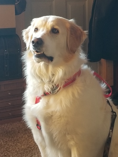 Entry image for Cooper. Clicking this image will show a larger photo