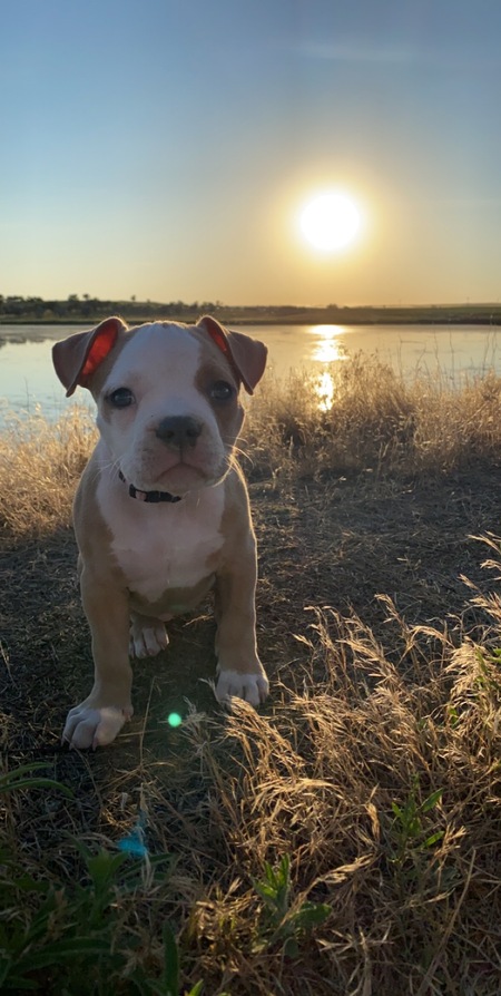 Entry image for Nala. Clicking this image will show a larger photo