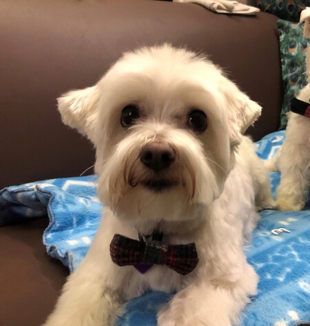 Entry image for Leo. Clicking this image will show a larger photo