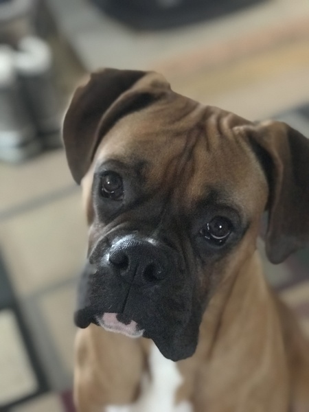 Entry image for Animosh . Clicking this image will show a larger photo