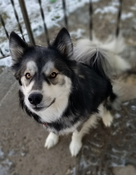 Entry image for Diesel. Clicking this image will show a larger photo