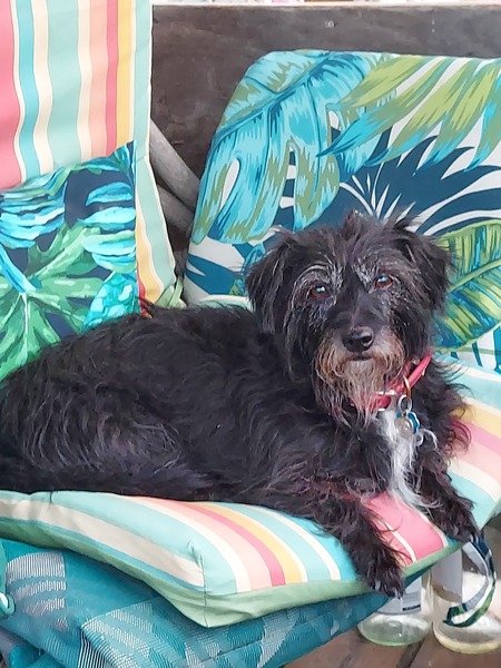 Entry image for Missy. Clicking this image will show a larger photo