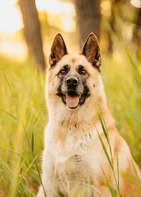 Entry image for Miss Scout. Clicking this image will show a larger photo