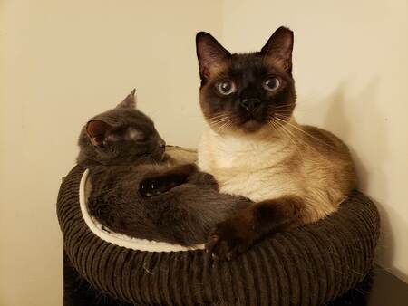 Chonk & Fitz