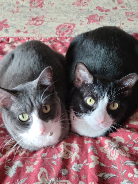 Twist & Oreo