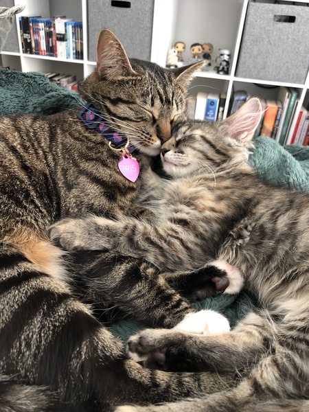 Iris & Fern "The Fluffers"