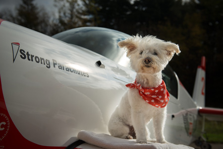 Westie Bear 