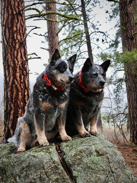 Layla and Elvis