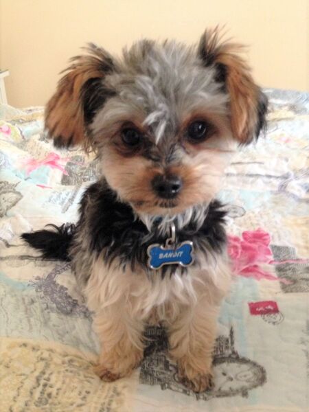 Bandit